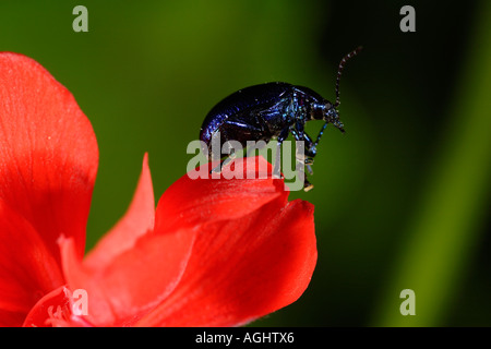 Beetle Chrysomelidae Melasoma aenea Nizza Francia Foto Stock
