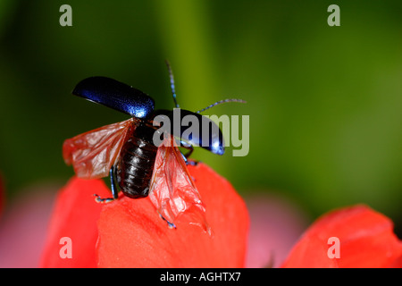 Beetle Chrysomelidae Melasoma aenea Nizza Francia Foto Stock