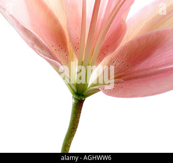 Abstract Arum Lily Foto Stock