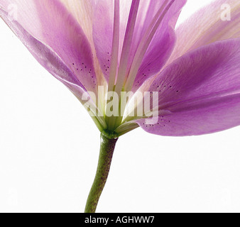 Abstract Arum Lily Foto Stock