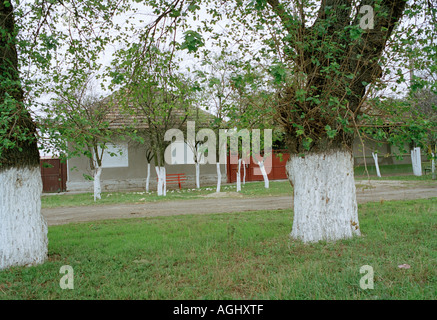 Street in Romania, alberi dipinto di bianco. Foto Stock