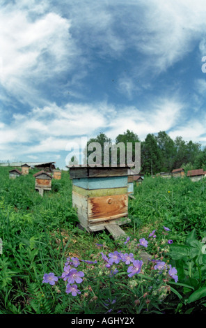 Apiario nella fascia pedemontana e bee piante Geranio davanti a un alveare. La Siberia, Russia Foto Stock