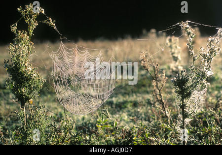 Coperti di rugiada Spider Web Foto Stock