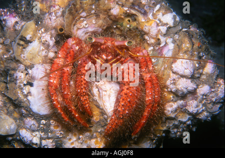 Hairy rosso Granchio Eremita Foto Stock