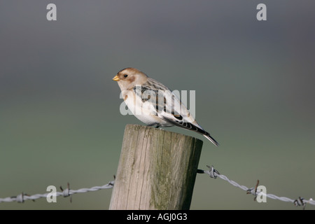 Snow Bunting, Plectrophenax nivalis, maschio, Berkshire, Inghilterra Foto Stock