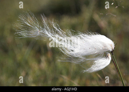 Lepri di coda di erba di cotone Semi al vento Foto Stock