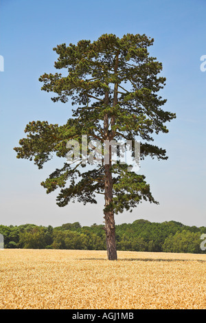 Lone di pino silvestre Pinus sylvestris in Oxfordshire campo di orzo Foto Stock