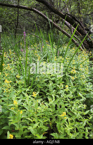 Giallo e viola, Loosestrife Lysimachia vulgaris e Lythrum salicaria, crescente da un nuovo flusso di foresta Foto Stock