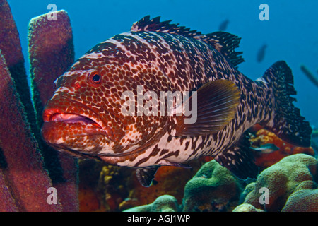 Cernia di tigre Foto Stock