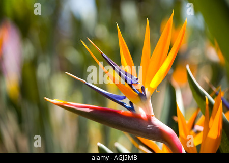 Madeira uccello del paradiso fiore strelitzia Reginae Foto Stock
