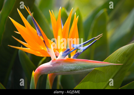 Madeira uccello del paradiso fiore strelitzia Reginae Foto Stock