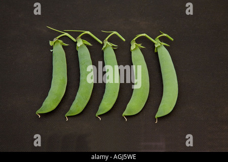 5 cinque qualità show pisello (Pisum sativum) su sfondo nero Foto Stock