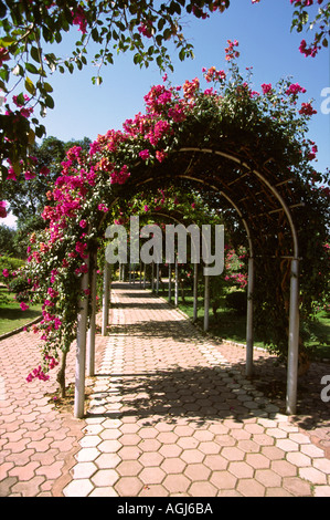 Cina Yunnan Jinghong piante tropicali Research Institute di arcade di bougainvillaea Foto Stock