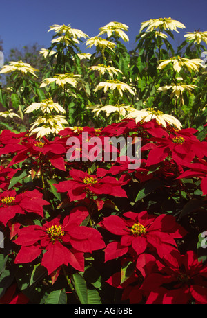 Cina Yunnan Jinghong piante tropicali Research Institute di bianco e rosso poinsettia Euphorbia pulcherrima Foto Stock