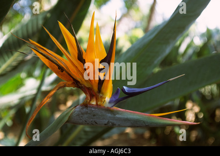 Cina Yunnan Jinghong piante tropicali Research Institute uccello del paradiso fiore Strelitzia reginae Foto Stock