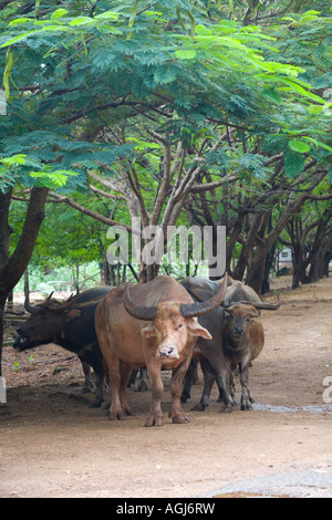 Mandria di bufali d'acqua (Bubalus arnee), anche chiamati bufali asiatici, bufali asiatici e bufali asiatici selvatici, un grande bovino 0 f sud-est asiatico Foto Stock