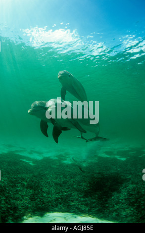 Gruppo familiare di Atlantic Bottlenose Dolphin Bahamas Caraibi Foto Stock