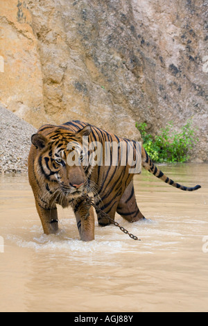 Tigre indocinese al tempio della tigre Kanchanaburi; animali captive utilizzati nel programma di allevamento e come una costosa attrazione turistica, Thailandia Foto Stock