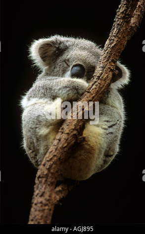 Il Koala bear addormentato in un albero di eucalipto Sydney Australia Koala dormire per digerire il loro cibo fino a venti ore al giorno Foto Stock
