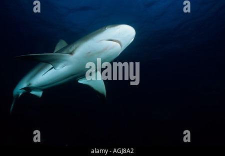 Punta nera caribbean reef shark con il sangue sulla sua amouth dopo alimentazione di Bahamas Foto Stock
