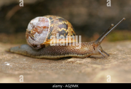 Un close-up vista laterale di una lumaca comune (Helix Aspersa) Foto Stock