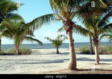 Captiva Island su Pine Island Sound SW Florida fl USA Spiagge palme Foto Stock