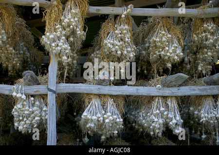 Essiccamento aglio nel fienile Bretagna Francia Foto Stock