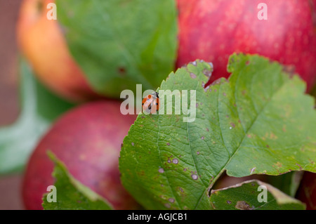 LADYBIRD SU UNA FOGLIA DI APPLE Bretagna Francia Foto Stock