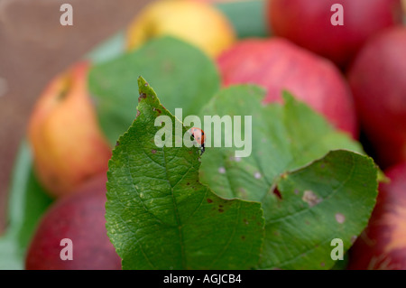 LADYBIRD SU UNA FOGLIA DI APPLE Bretagna Francia Foto Stock