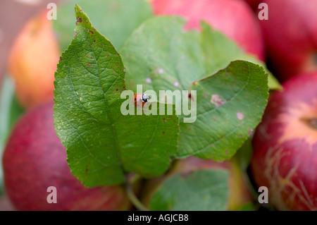 LADYBIRD SU UNA FOGLIA DI APPLE Bretagna Francia Foto Stock