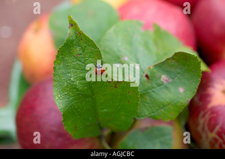 LADYBIRD SU UNA FOGLIA DI APPLE Bretagna Francia Foto Stock