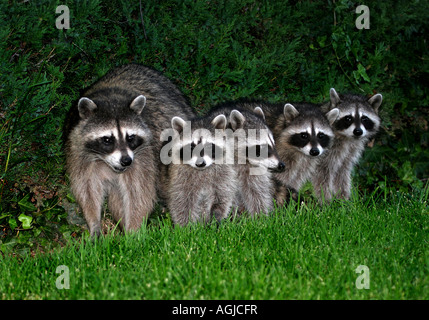 Una madre raccoon e i suoi 4 cuccioli Foto Stock