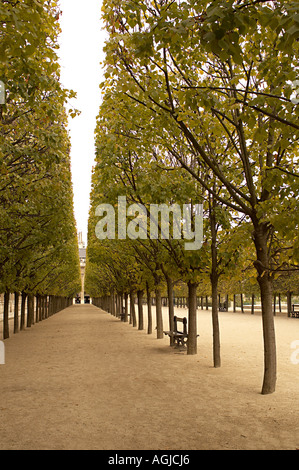 Viale di alberi al Palais Royal di Parigi Foto Stock