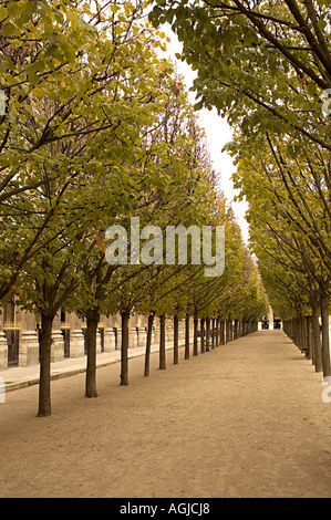 Viale di alberi al Palais Royal di Parigi Foto Stock