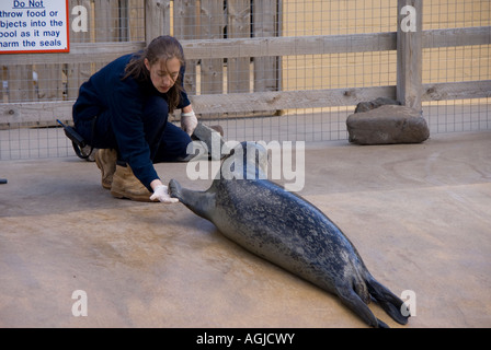 Ocean World North Queensferry Fife Scozia aquarium e Sealife Centre keeper comune di alimentazione o guarnizione di porto Foto Stock