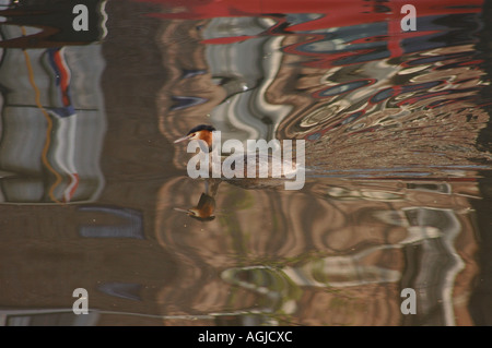 Un Svasso maggiore in allevamento piumaggio nuota attraverso le riflessioni di edifici che fiancheggiano un canale nel centro di Amsterdam Foto Stock