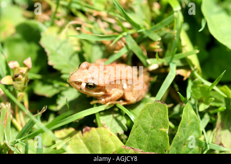 Giovani rana agile in erba Baviera Germania Foto Stock