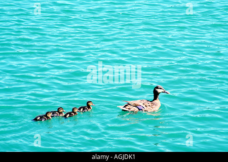Mallard duck madre e la sua famiglia nuoto in linea Baviera Germania Foto Stock