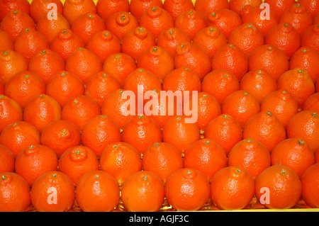 Tangelo Citrus paradisi Å Citrus reticulata sul display mostra agricola 2177 dsc Foto Stock