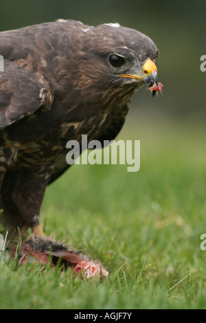 Comune Poiana alimentazione su un coniglio morto (Buteo buteo), Regno Unito Foto Stock