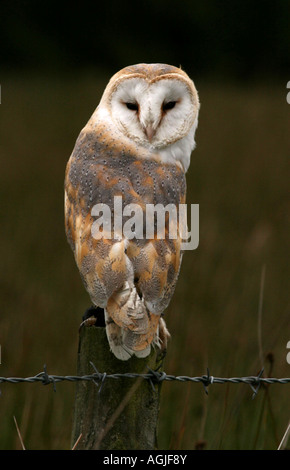 Ritratto fotografia di un Barbagianni ( Tyto alba ) Foto Stock