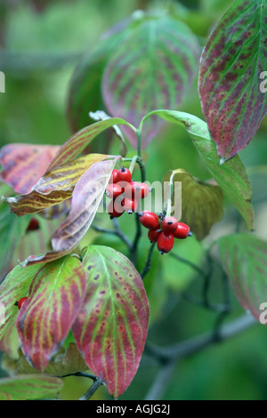 Una pianta cespugliosa con striature rosse foglie di colore verde brillante e bacche rosse che sono probabili velenoso Foto Stock