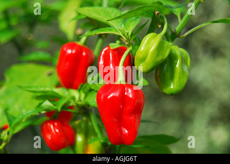 Habanero Peperoncino (Capsicum chinense) che cresce su un impianto nel Regno Unito. Foto Stock