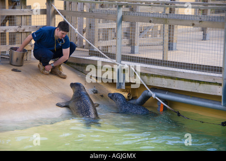 Ocean World North Queensferry Fife Scozia aquarium e Sealife Centre custodi comune di alimentazione o guarnizione di porto Foto Stock