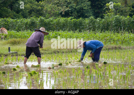Coltivazione di riso in piantagioni, Asia  campi di riso terrazzati Chiang Mai Thailandia Foto Stock