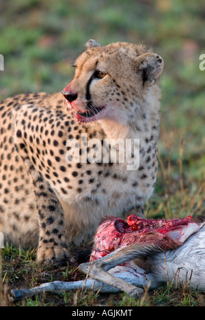 Cheetah mangiare preda Foto Stock