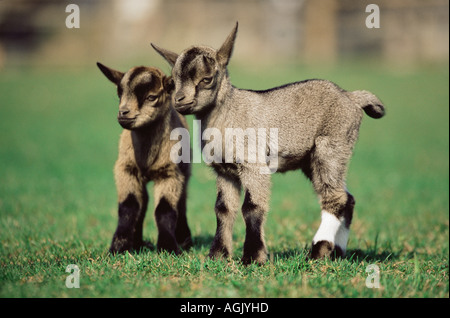 Due kid capre nel campo Foto Stock