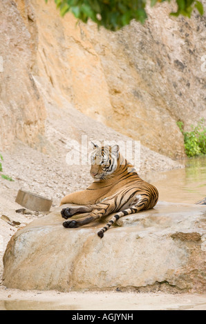 Tigre al Tempio della Tigre Kanchanaburi; animali Captive utilizzati nel programma di allevamento e come una costosa attrazione turistica Thailandia, Asia Foto Stock