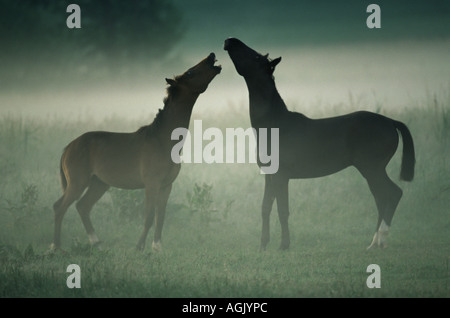 Due cavalli neighing nella nebbia Foto Stock