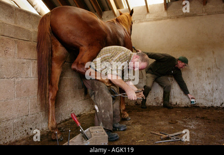 Maniscalco Mobile ferratura di cavallo in stabile REGNO UNITO Foto Stock